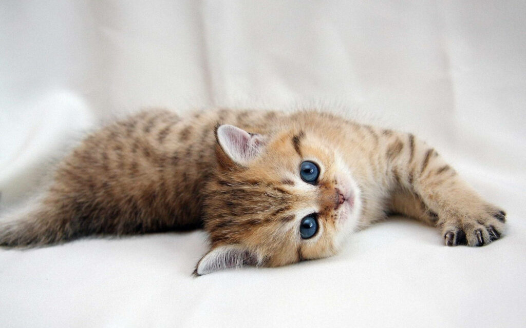 Piercing Blue-eyed Kitten Resting Gracefully on a Snowy Blanket Wallpaper