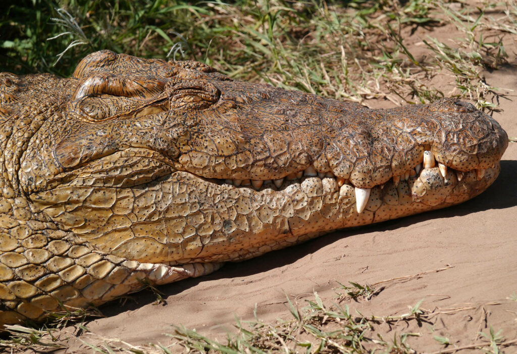 Adventurous Brown Alligator Close-Up Wallpaper Under the Sun