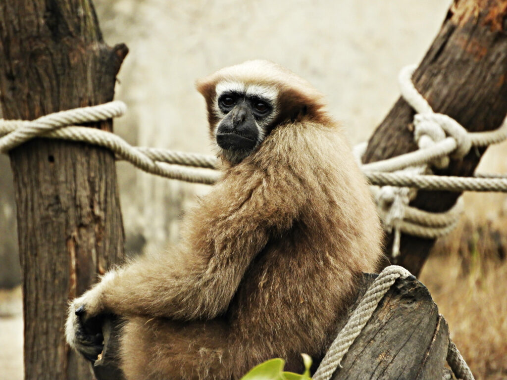 Portrait: Majestic Gibbon Perched on Wooden Playground, Casting a Curious Glance Wallpaper