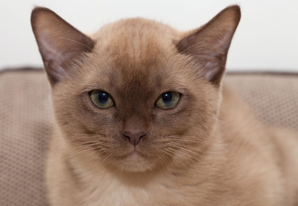 Charming Close-Up of a Burmese Cat with Expressive Eyes - Wallpaper
