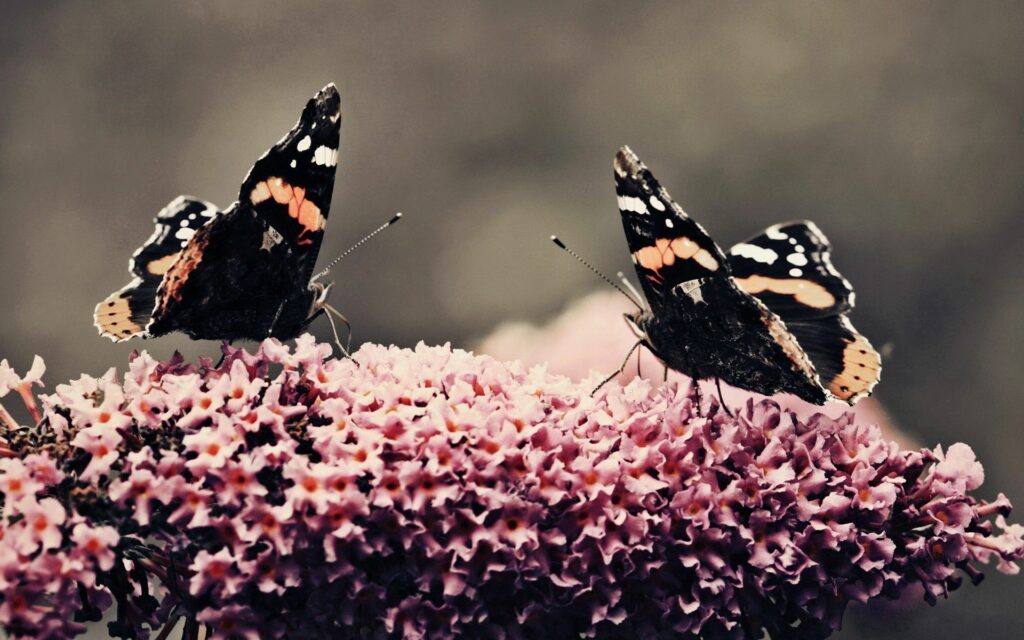 Intricate Butterfly Wallpaper: Vibrant Colors on Pink Flowers