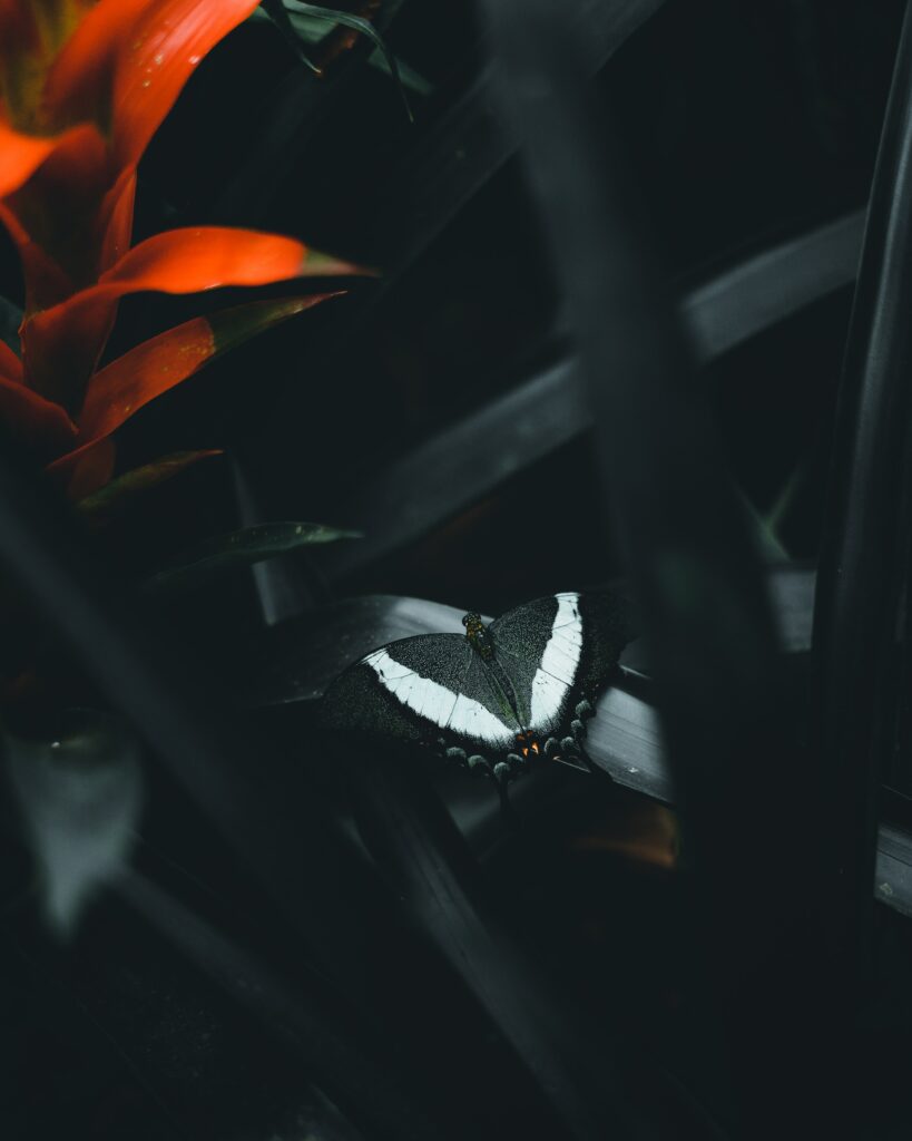 Captivating Butterfly Wallpaper: Vibrant Flowers & Dark Leaves
