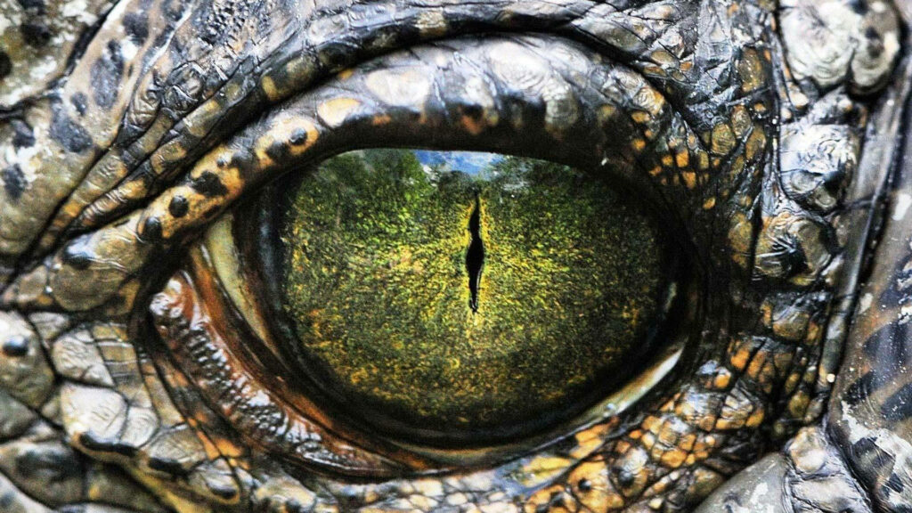 Mesmerizing Caiman Eye Close-Up: Striking Green and Textured Detail Wallpaper