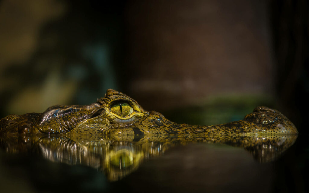 Close-Up Caiman Wallpaper: Captivating Eyes & Textured Skin