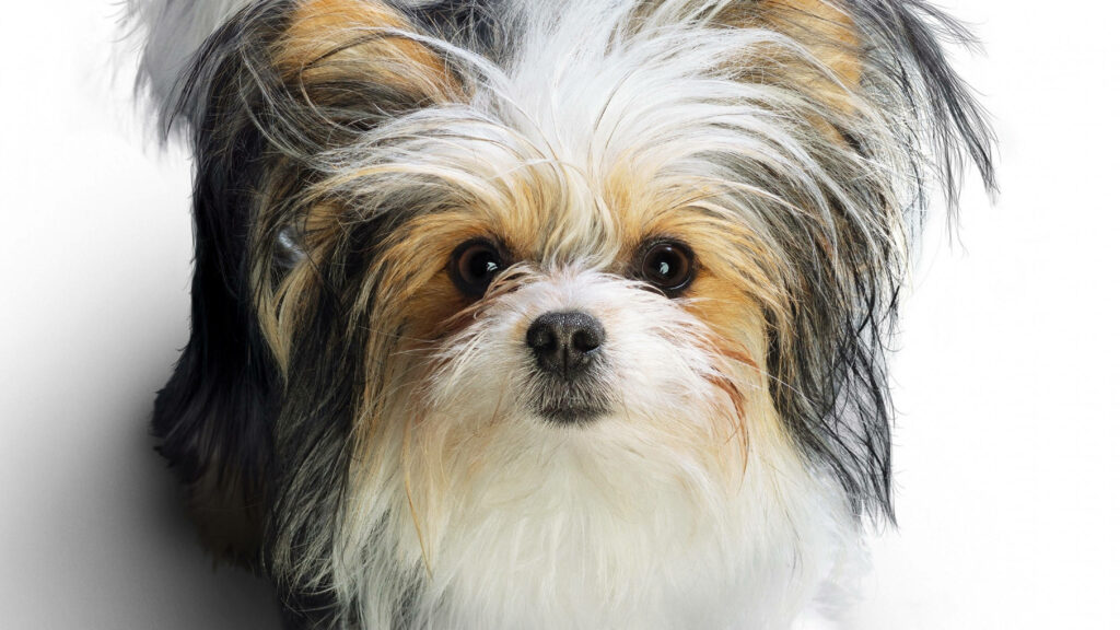 Tri-colored Terrier: A Darling Canine Against a Blank Canvas Wallpaper