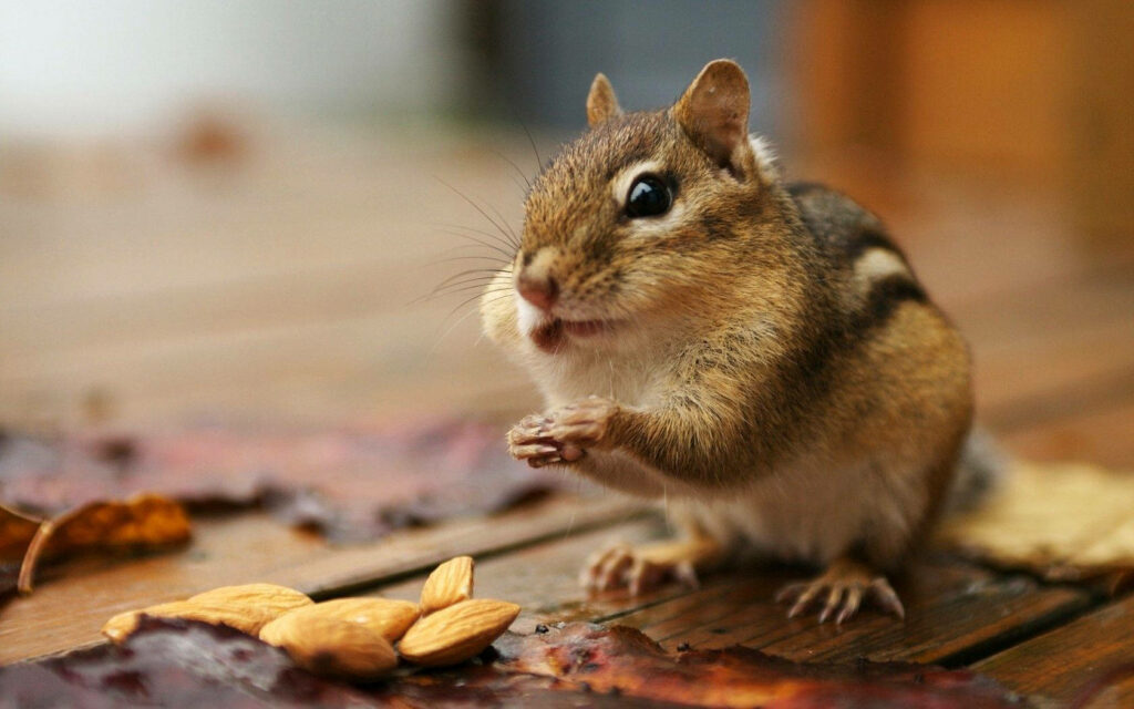 Captivating Close-Up: Adorable Chipmunk Savors Nutty Delicacies Amid Animal Planet's Scenic Backdrop Wallpaper