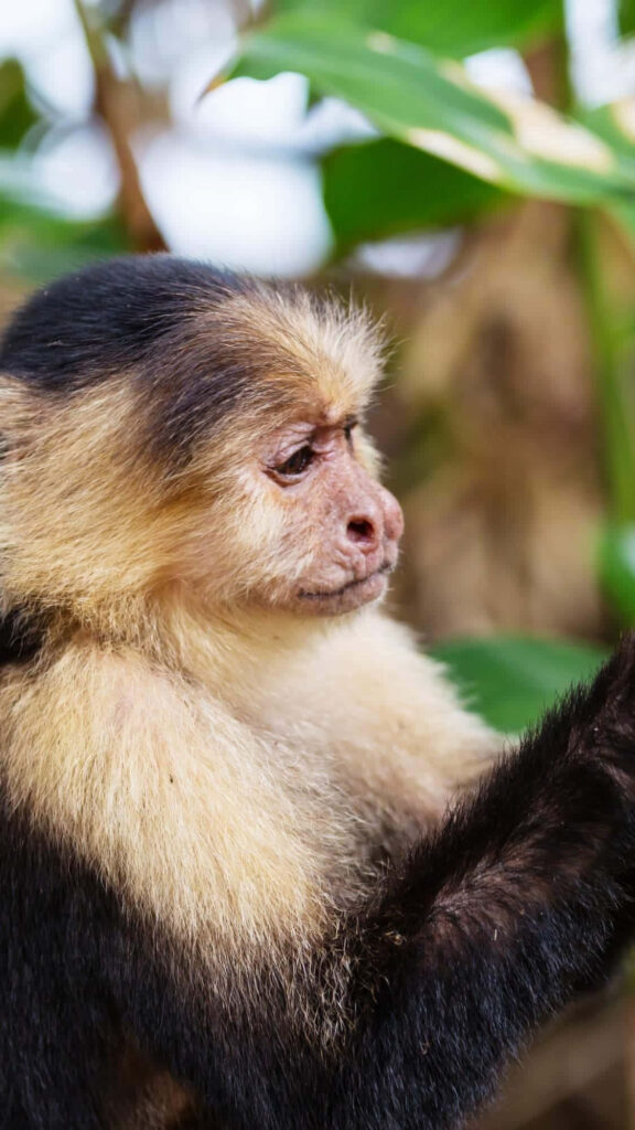 Capuchin Monkey Close-Up: Expressive Eyes & Lush Green Background Wallpaper
