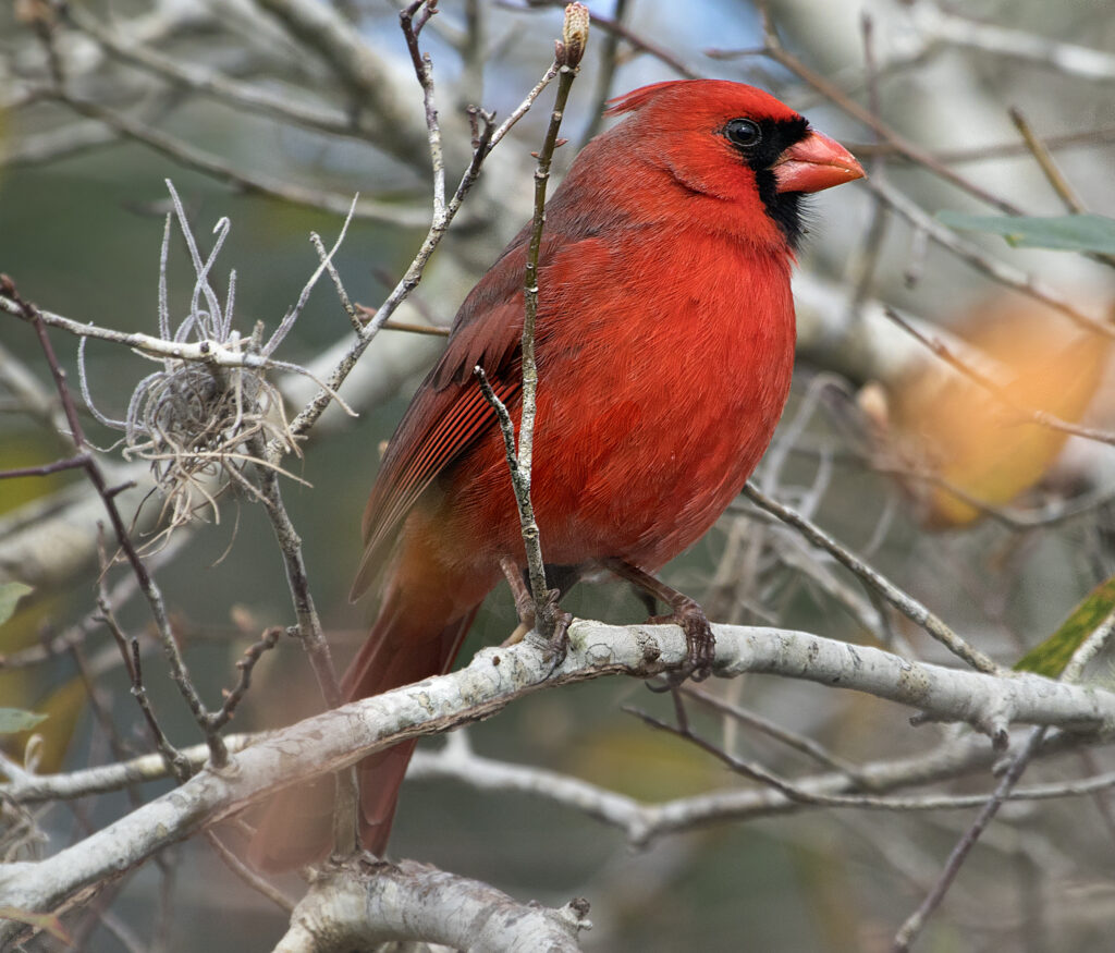 Vibrant Red Cardinal Wallpaper: Nature's Serene Beauty Background