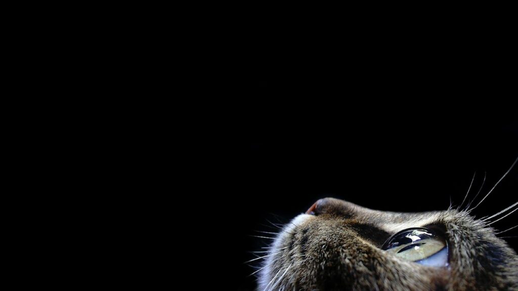 Captivating Cat Close-Up Wallpaper: Bright Eyes on Dark Background