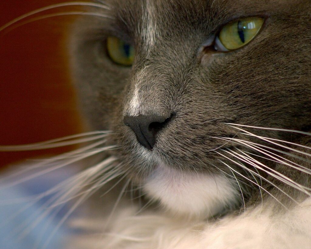 Stunning Cat Face Wallpaper: Captivating Spotted Fur & Intense Gaze