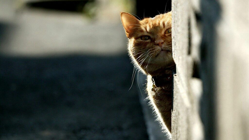 Serene Cat Wallpaper: Sunlit Curiosity in 1920x1080 HD