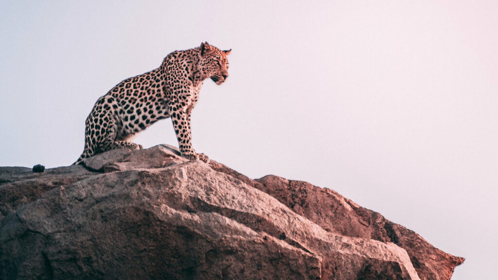 Captivating Glimpse: Majestic Cheetah in Exquisite 4K Wildlife Wallpaper