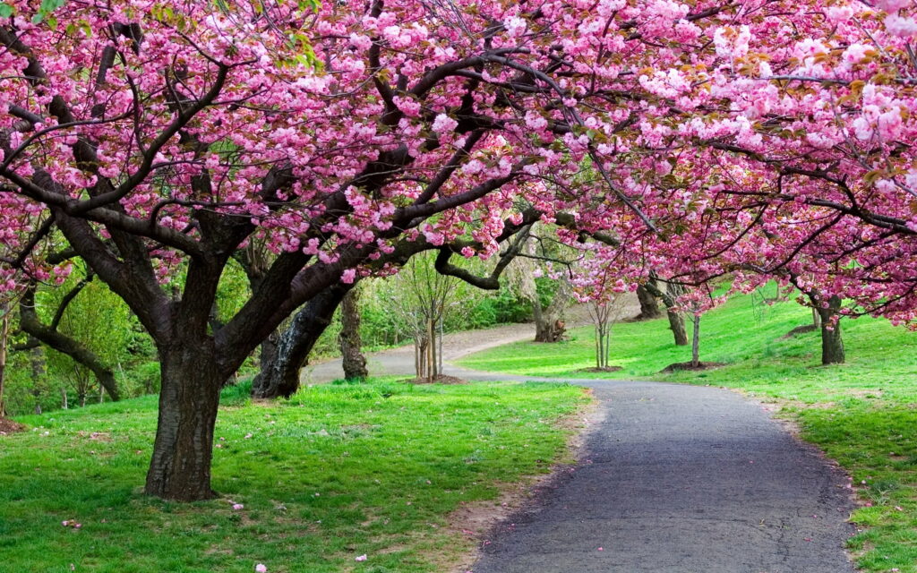 Blossoming Pathway: Captivating Cherry Blossoms in Japan's Enchanting Season - HD Wallpaper