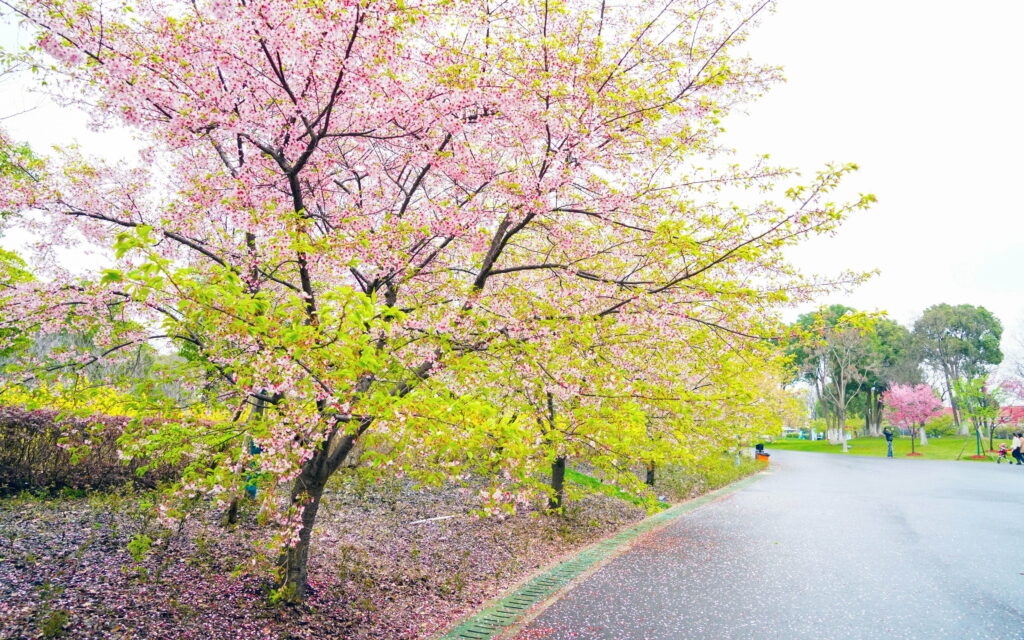 Nature's Magnificent Spring Symphony: Captivating Cherry Blossoms in HD Wallpaper