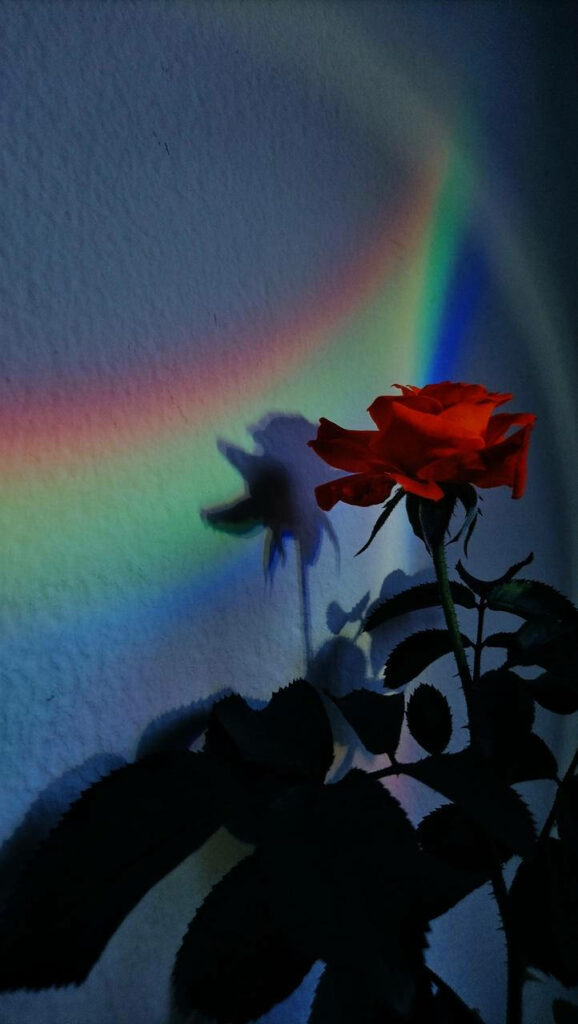 Enchanting Lockscreen: Vibrant Chromatic Rose in Captivating Solid Wall Backdrop Wallpaper