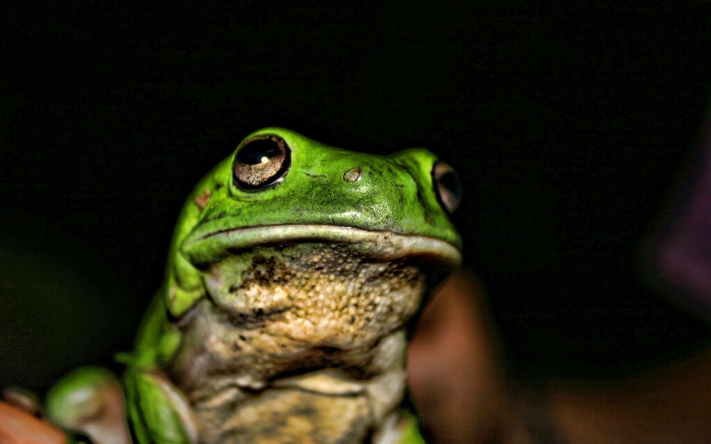 Eye-catching Green Frog: A Focused Photography Wallpaper