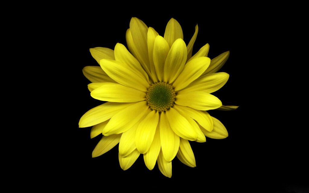 Vibrant yellow daisy macro with detailed petals on black background minimalist floral wallpaper