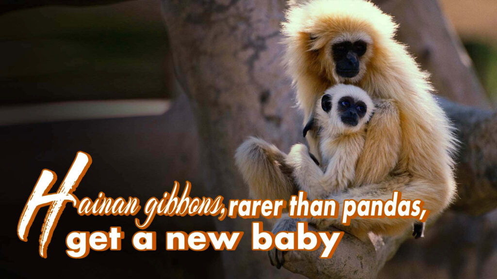 Close-up of an Intelligent and Agile Hd Gibbon in Southeast Asian Habitat Wallpaper