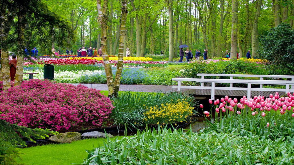 A Serene Spring Journey amidst Colorful Tulips and Tranquil Waters at Keukenhof Gardens: Captivating HD Wallpaper Background