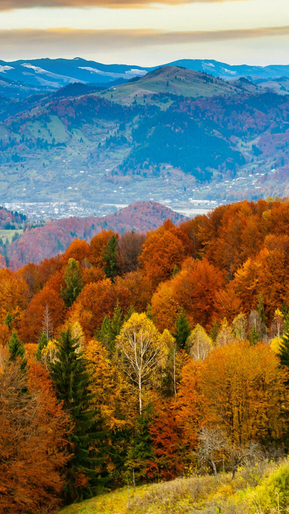 Nature's Spectacular Fall Enchantment: Majestic Spruce Forest adorned in Vibrant Autumn Tones, framed by Mountains in Captivating iPhone Wallpaper