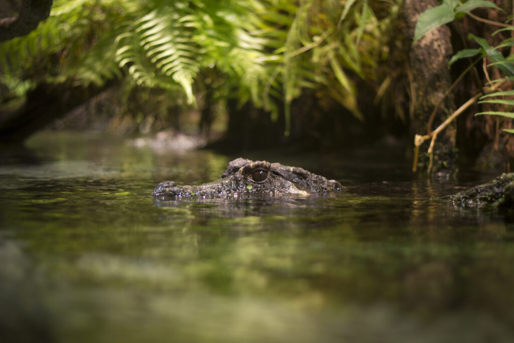 Serene Crocodile Wallpaper: Tranquil Pond Scene with Lush Foliage