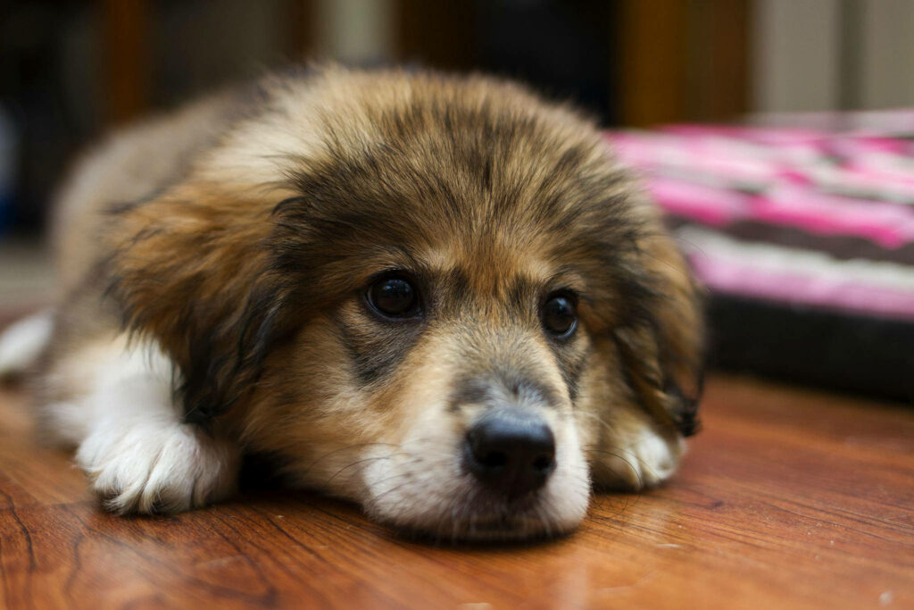 Adorable Karst Shepherd Puppy Poses Gracefully on Cozy Flooring - Captivating Puppy Backdrop Wallpaper
