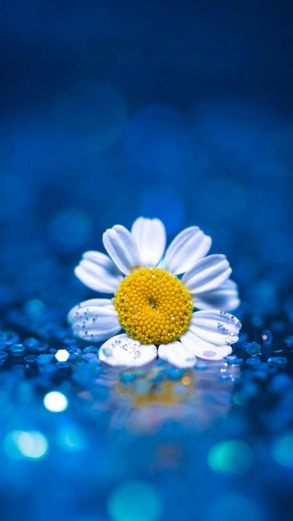 Dazzling Daisy Delight: Eye-catching iPhone Wallpaper featuring a White-Petaled Beauty, Vibrant Yellow Center, & Sparkling Blue Glitz on a Bed of Sequins