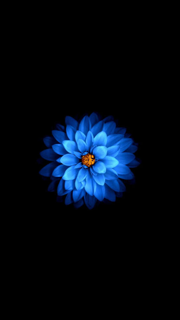 Dark Flower Wallpaper: Elegant Blue Petals & Yellow Center Design