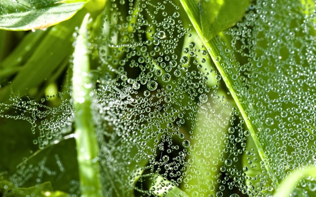 Mesmerizing Dewdrops on Spider Webs & Green Leaves Wallpaper