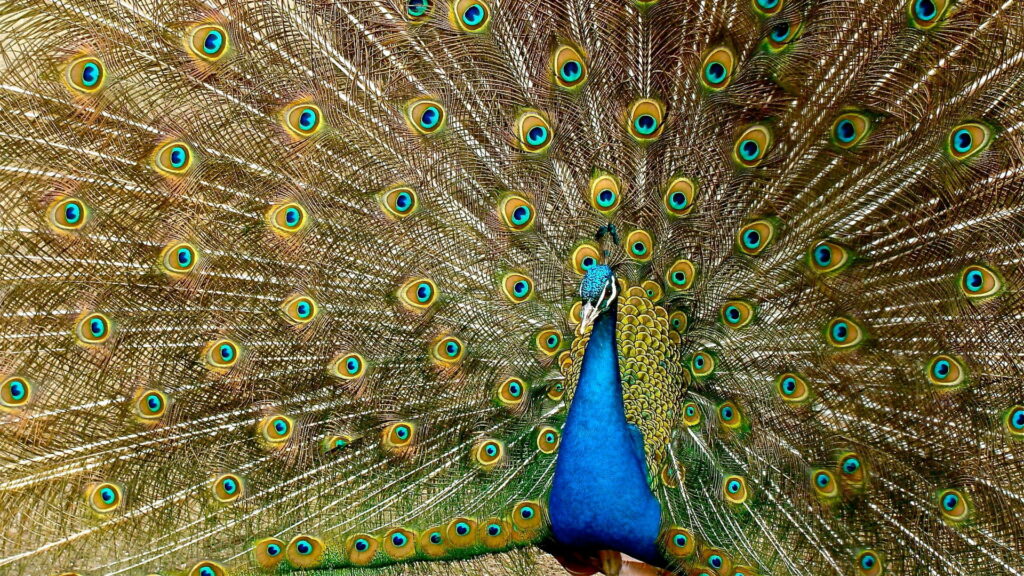 Exquisite Display: Majestic Peacock Showing off Vibrant Plumage in High-Definition Wallpaper