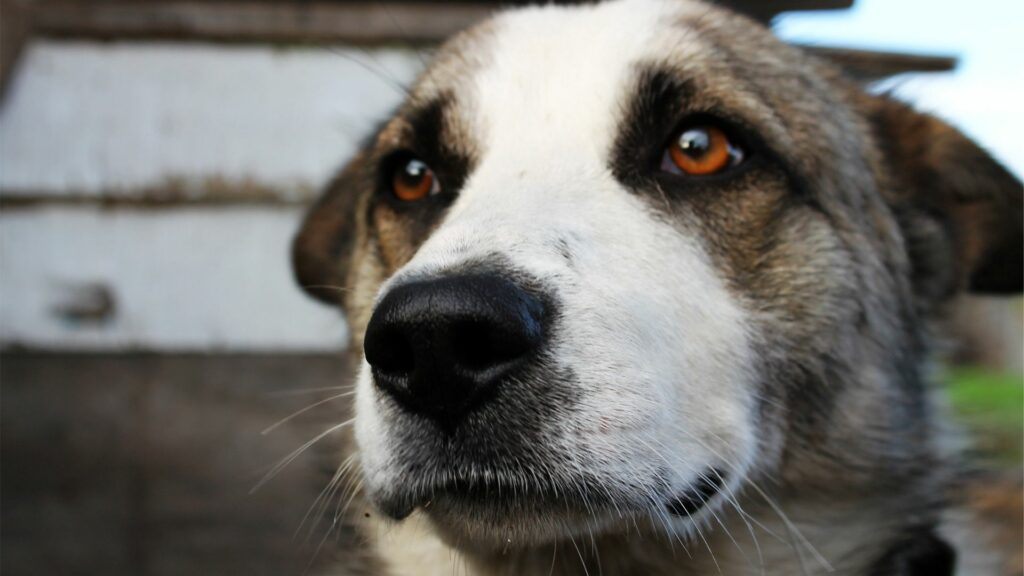 Captivating Close-Up of Dog's Face – 1920x1080 Wallpaper