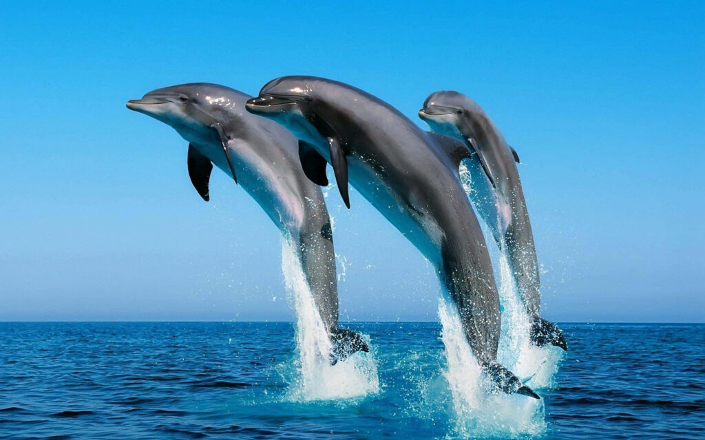 Captivating Dolphin Wallpaper: Synchronized Leaps in Blue Ocean