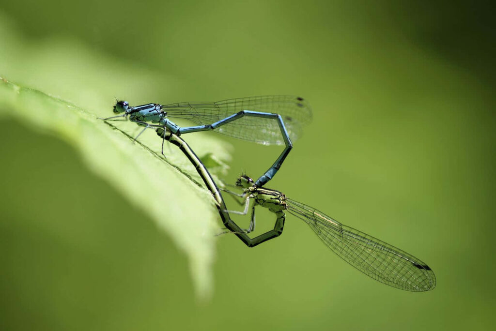 Close-Up of Dragonflies on Leaf - Nature Wallpaper Background