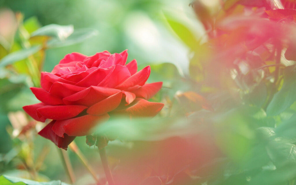 Focusing on the Beauty: HD Background of a Stunning Rose in a Garden Wallpaper