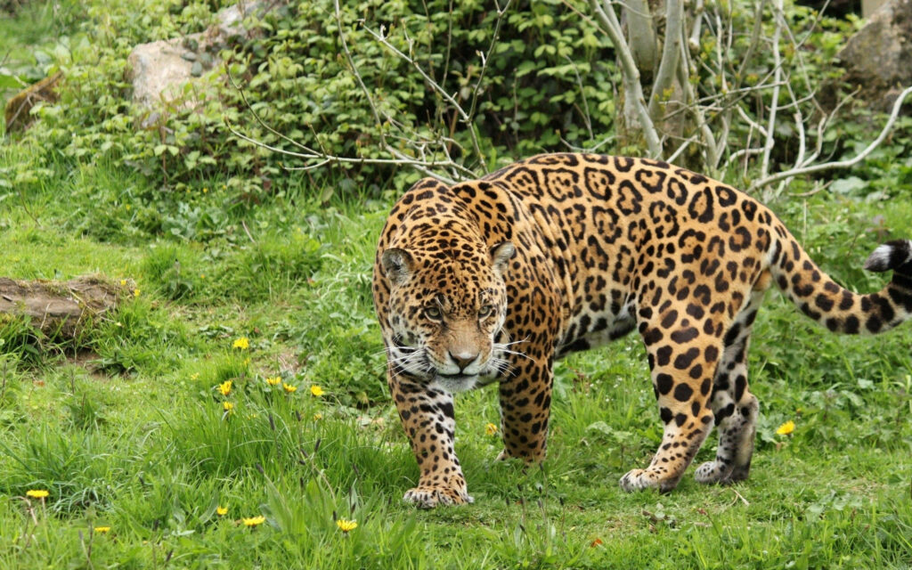 Majestic Leopard Stalking its Prey amidst Vibrant Greenery Wallpaper