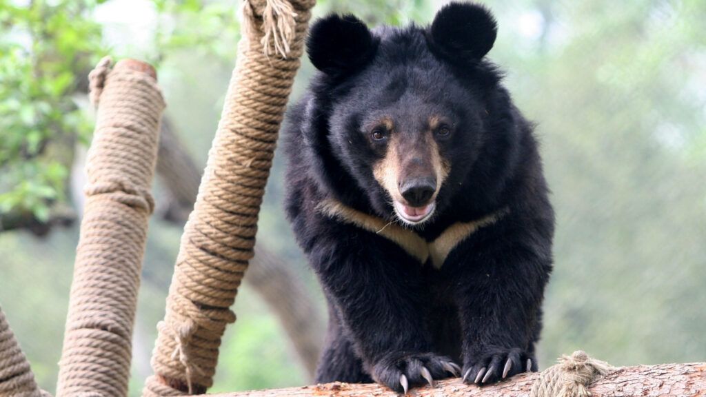 Roaring Encounter: Majestic Black Bear Embracing Adventure Wallpaper