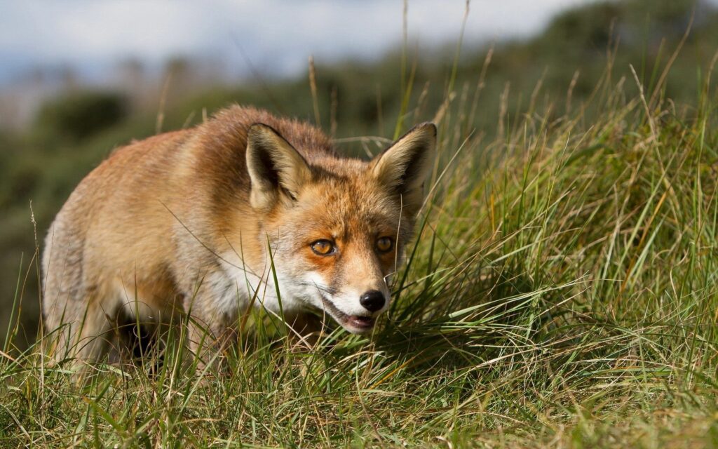 Stunning 1920x1200 Wallpaper: Fox Hunting in Tall Grass