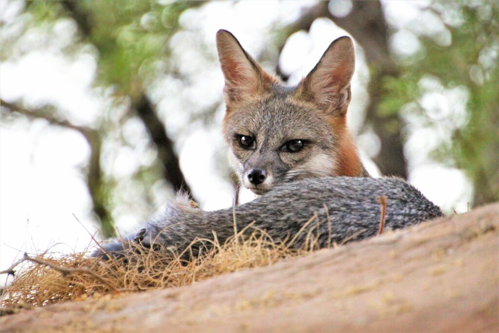 High-Resolution Fox Resting on Straw - Nature Wallpaper