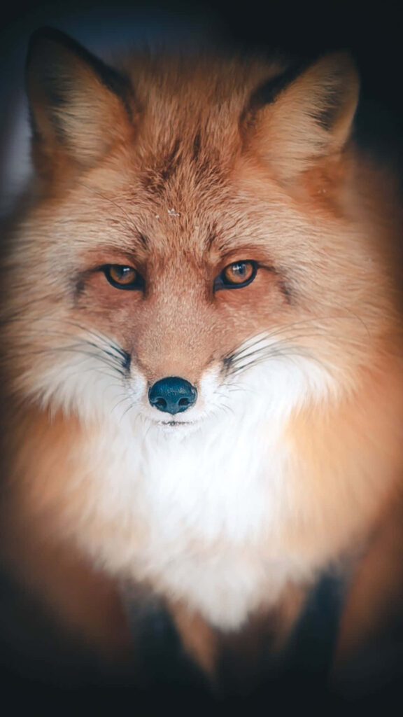 Mystical Fox Wallpaper: Piercing Eyes in Enigmatic Night Background