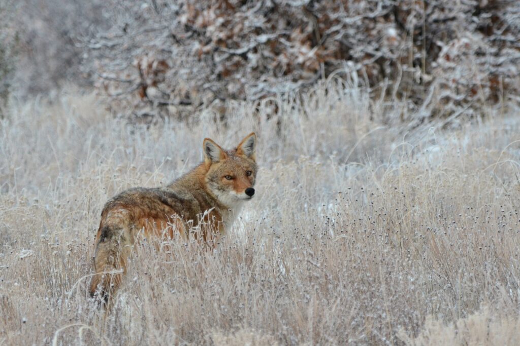 Majestic Fox in Frosty Grass: Nature's Predator Captured Wallpaper