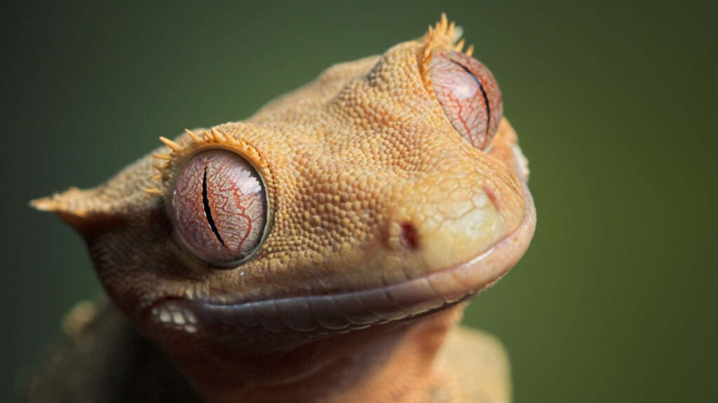 Intricate Gecko Lizard Close-Up Wallpaper on Soft Green Background