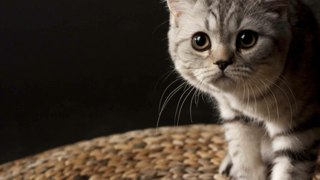 Captivating Gaze of a Graceful Gray Feline Amidst a Serene Setting Wallpaper
