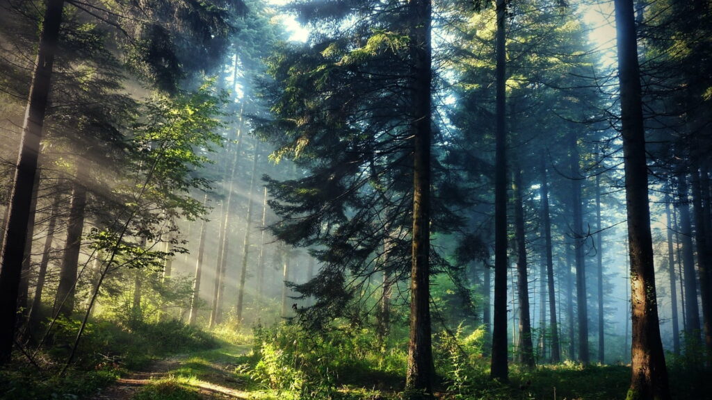 Natural Majesty: Sunlit Green Forest HD Landscape Photography Wallpaper