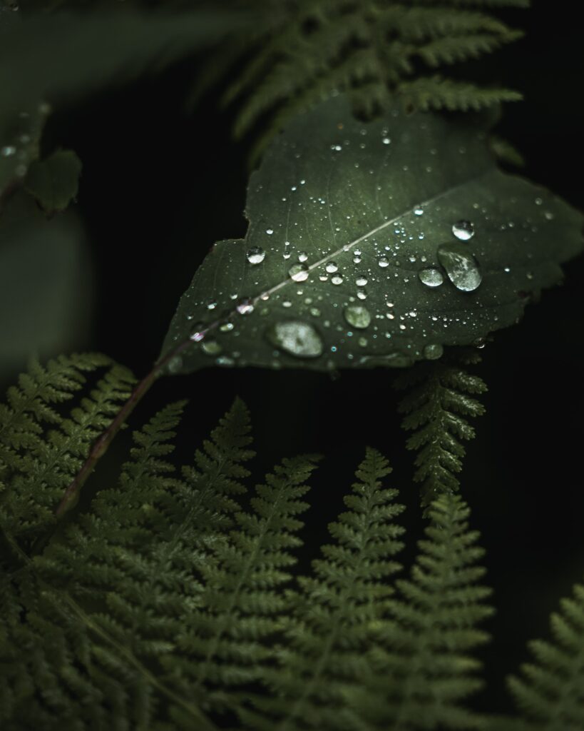 Close-Up of Green Leaves with Water Droplets | Nature Wallpaper