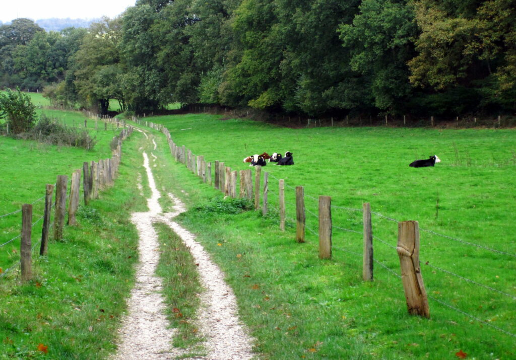 Serene Countryside Snapshot: Expansive Green Fields, Grazing Cows, and Captivating Natural Views in High-Definition Wallpaper