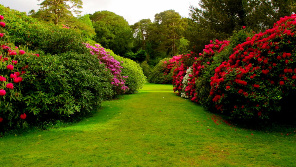 Vibrant Blooms: Captivating Garden Oasis in Vivid HD Wallpaper