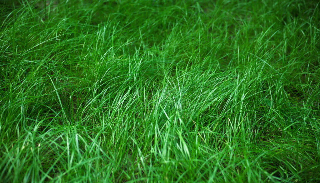 Vibrant Verdant: Captivating Close-up of Lush Green Grass in High Definition Wallpaper