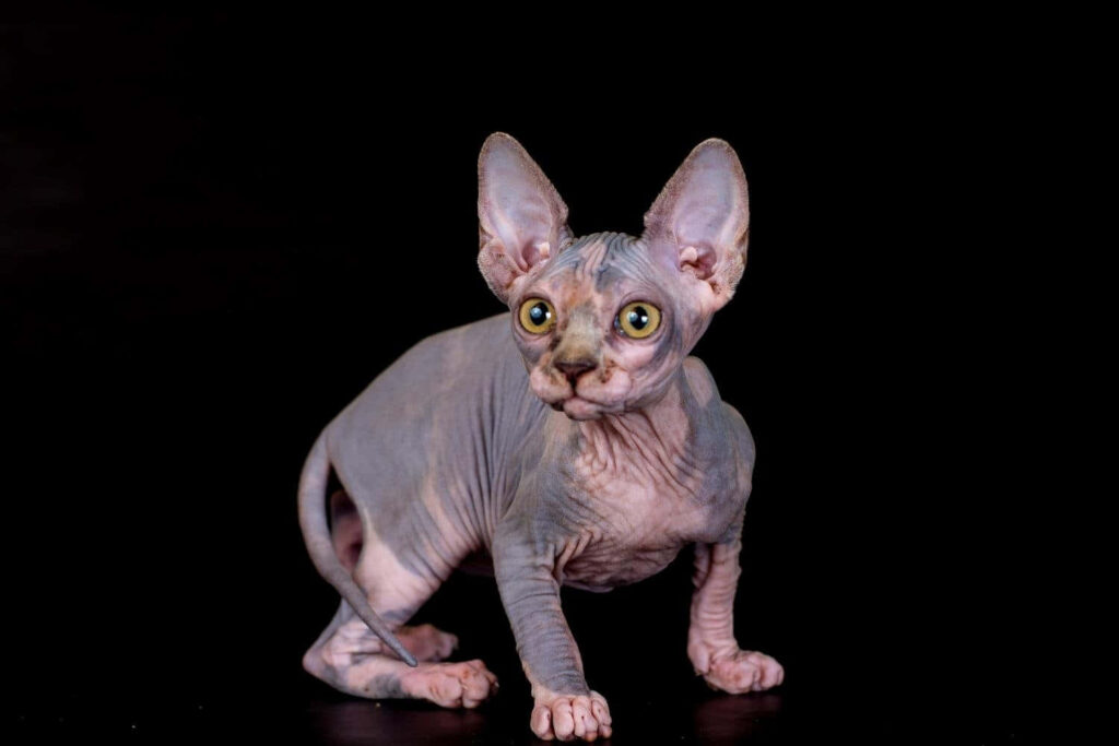 Mesmerizing Hairless Sphynx Cat Wallpaper with Velvety Skin