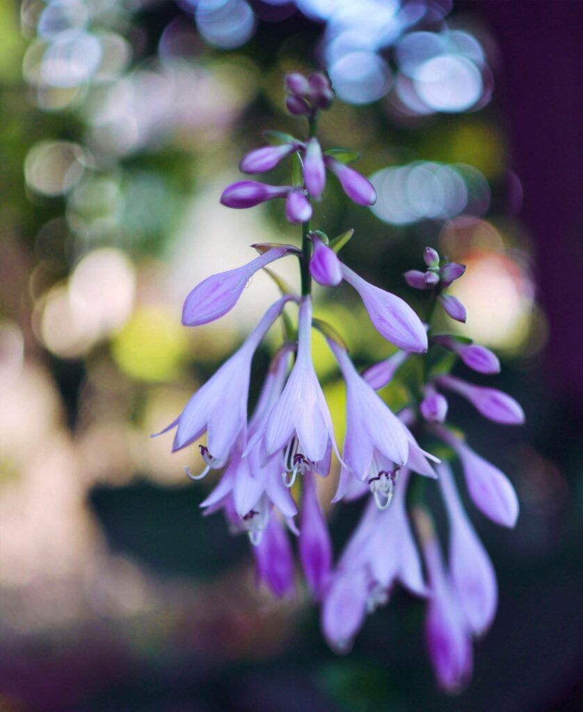 Purple Hosta Ventricosa Blossoms: Vibrant Floral Close-up for Android Wallpaper