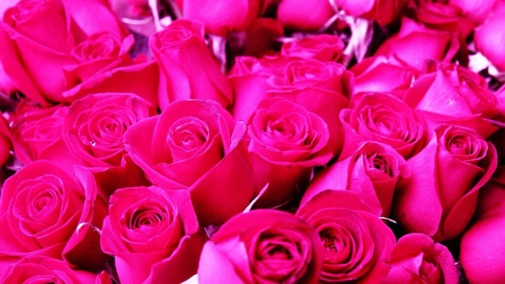 Enchanting Floral Symphony: A Captivating Hot Pink Rose Wonderland Wallpaper